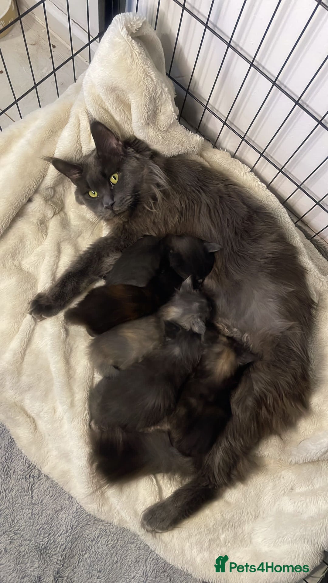 Maine Coon cats for sale: Adorable Maine coon kittens for sale  - Advert 17