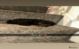 Bedlington Terrier dogs for sale: Two stunning blue bedlington pups  - Image 2