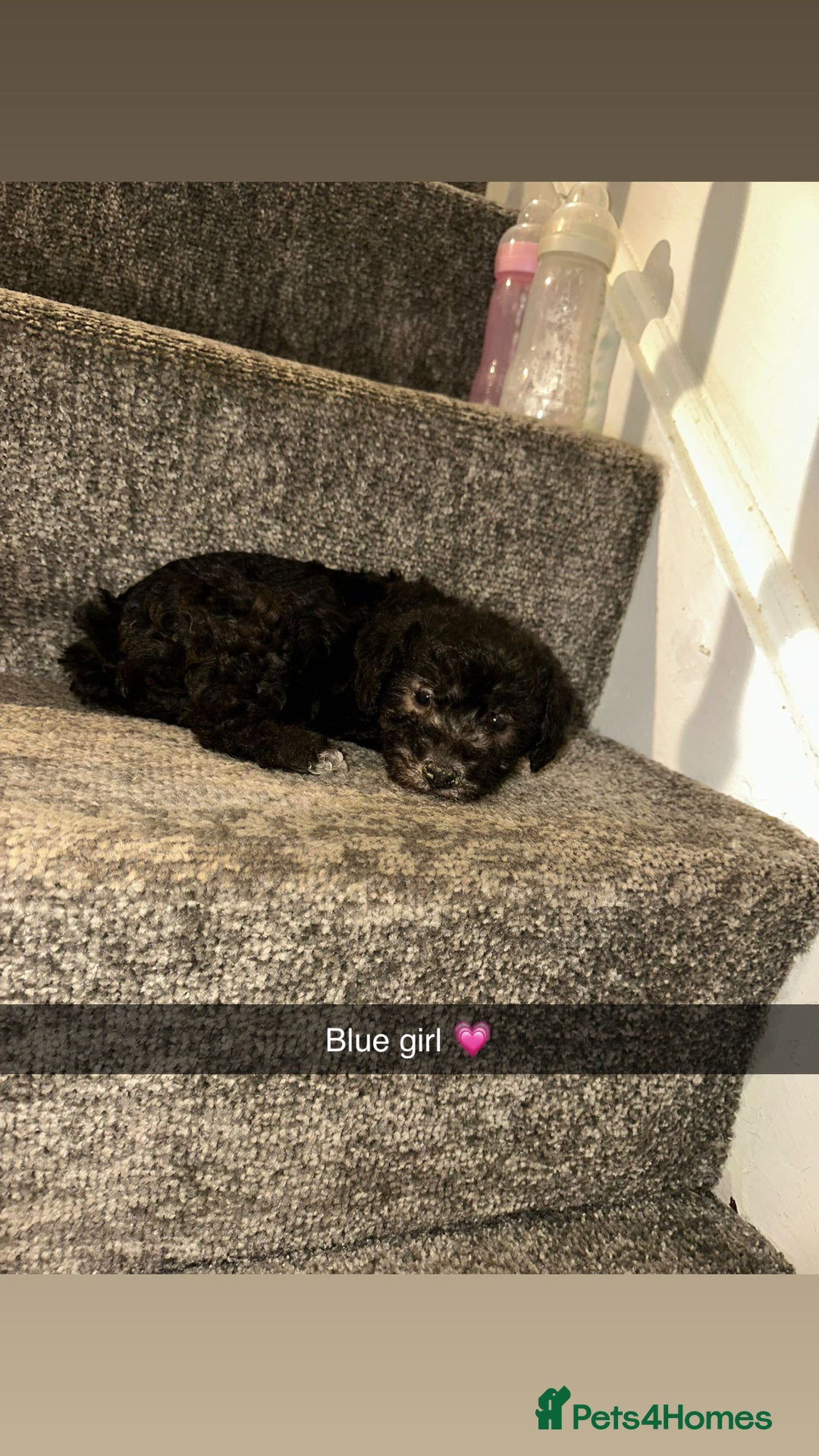 Bedlington Terrier dogs for sale: Two stunning blue bedlington pups  - Image 2