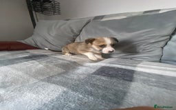 Mixed Breed dogs for sale: Ready for new loving homes now - Image 11