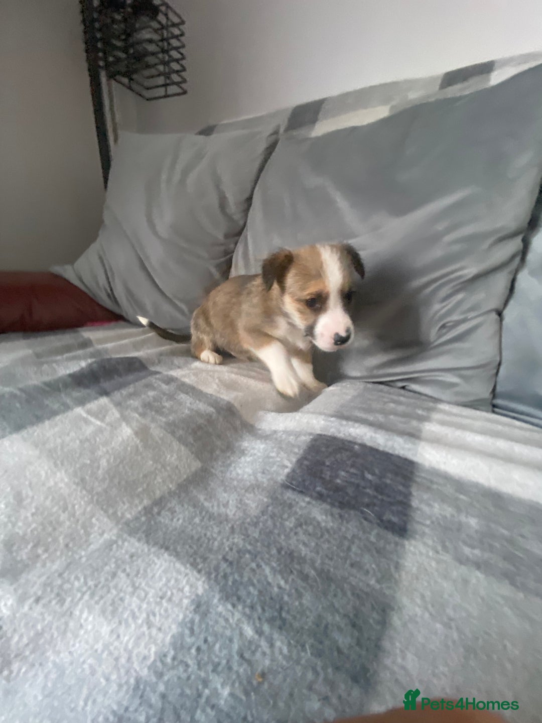 Mixed Breed dogs for sale: Ready for new loving homes now - Image 11