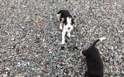 Border Collie dogs for sale: Border Collie Pups  - Image 4