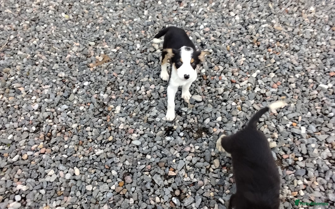 Border Collie dogs for sale: Border Collie Pups  - Image 4