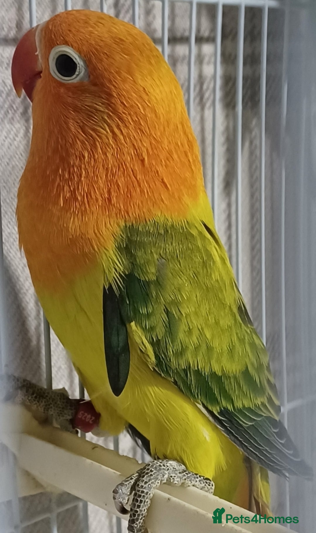 Lovebirds birds for sale: EWING OPLINE YELLOW FACTOR LOVEBIRDS  - Advert 6