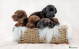 Mixed Breed dogs for sale: Final 2  puppies sharpei x show cocker   - Image 14