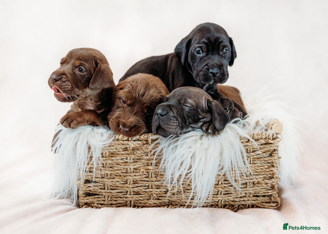 Mixed Breed dogs for sale: Final 2  puppies sharpei x show cocker   - Image 14