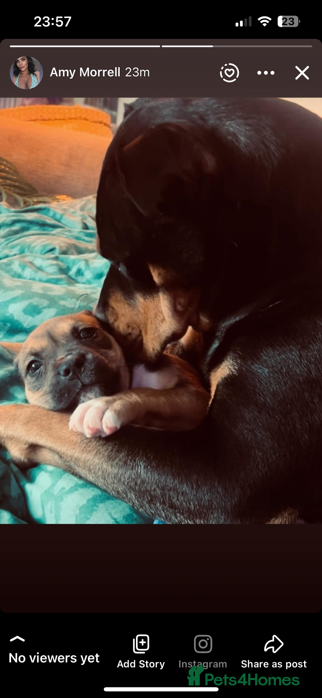 Mixed Breed dogs for sale: Absolutely beautiful litter of 11 pups  - Image 10