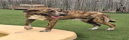 Mixed Breed dogs for adoption: Meet Leo 🥰 the gentle gient 🐶🐾 - Advert 7