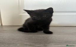 Bombay cats for sale: 1 Male 1 Female Bombay Mix kitten  - Image 4