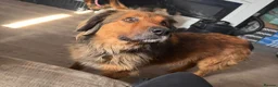 Mixed Breed dogs for adoption: Shy Obi in ELY - Advert 8