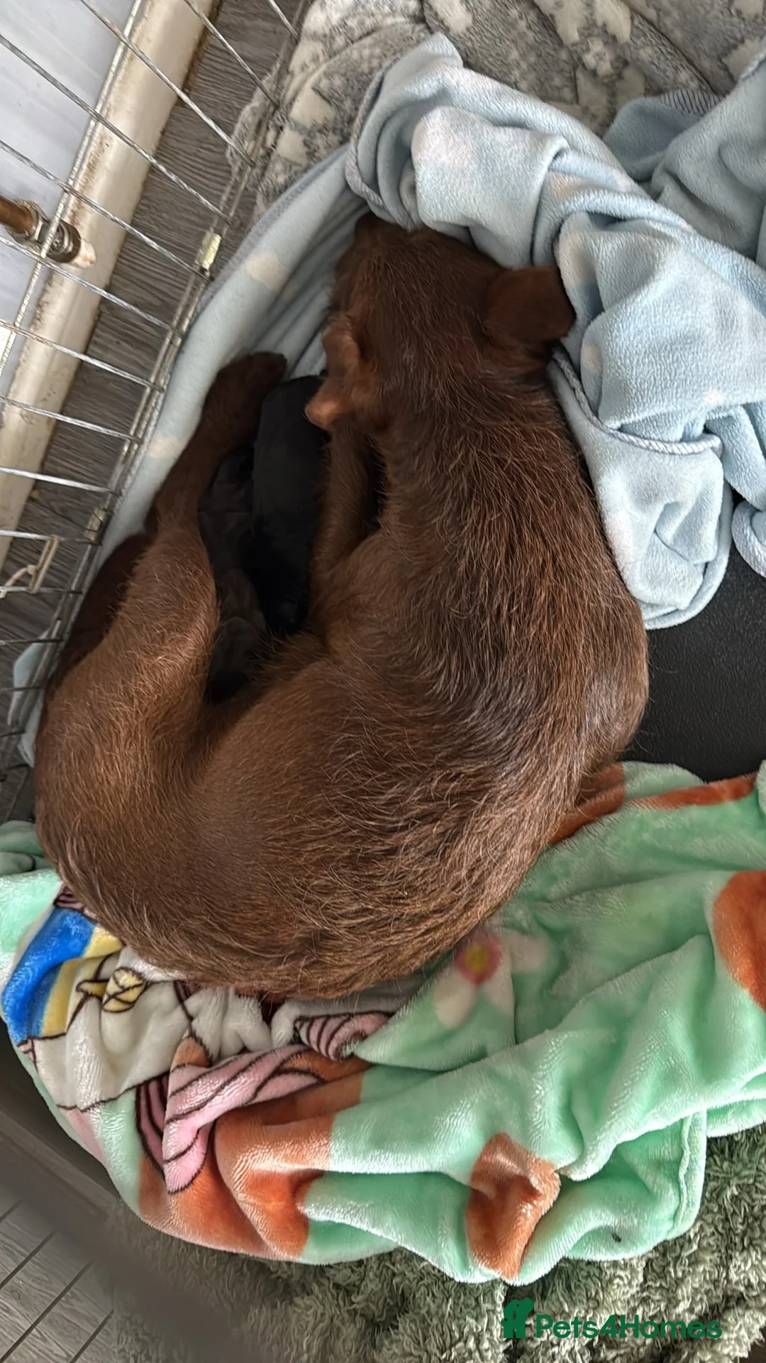 Patterdale Terrier dogs for sale: Male patterdale for sale  - Advert 8