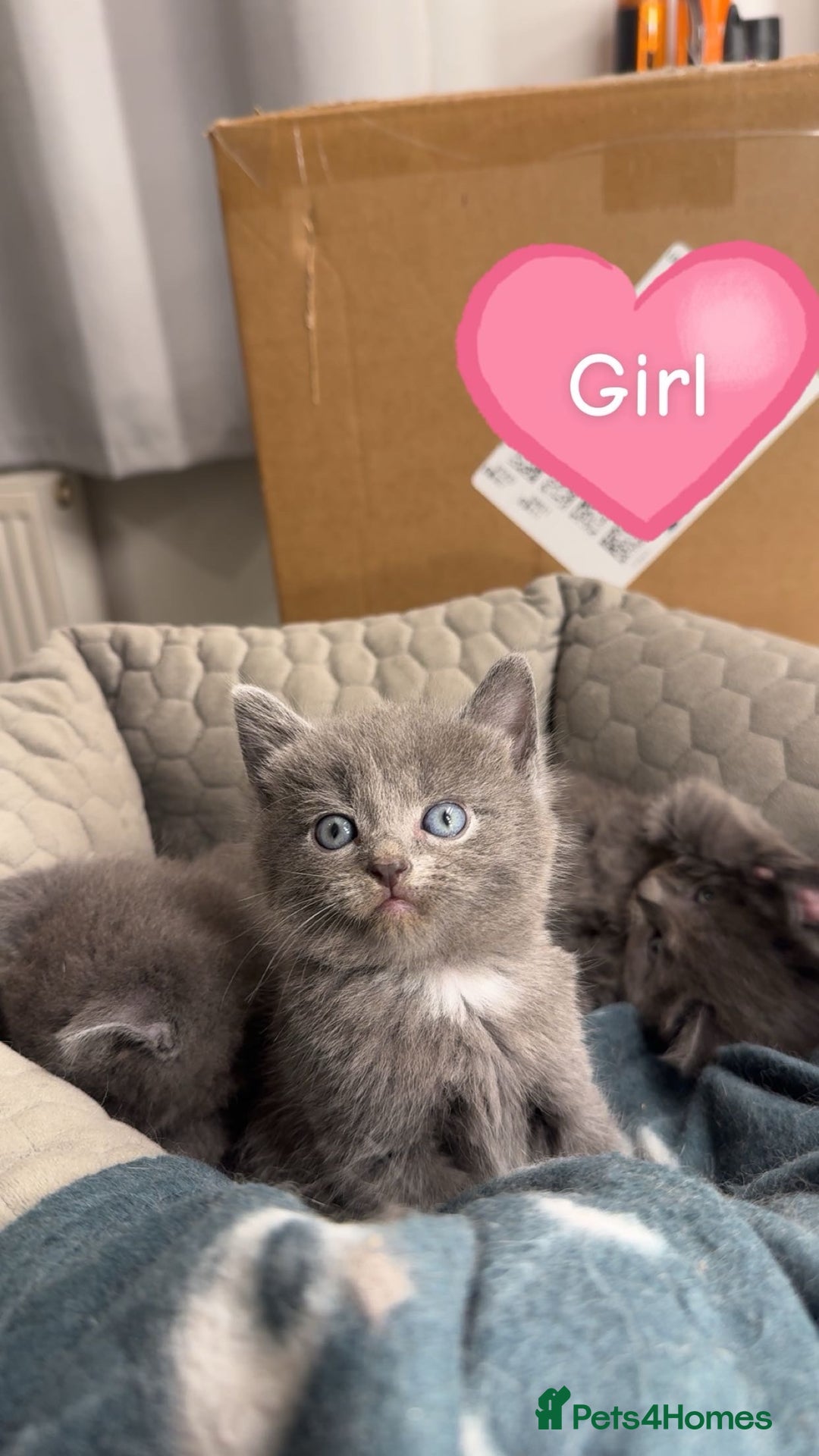 Mixed Breed cats for sale: 2GORGEOUS BSH x NEBELUNG KITTENS 🐾 1 BOY & 1 GIRL - Advert 3