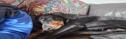 Dobermann dogs for sale: X4 Beautiful female pups available  - Advert 8