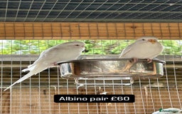 Budgerigars birds for sale: Proven pairs budgies all adult 2+ years old  - Image 4