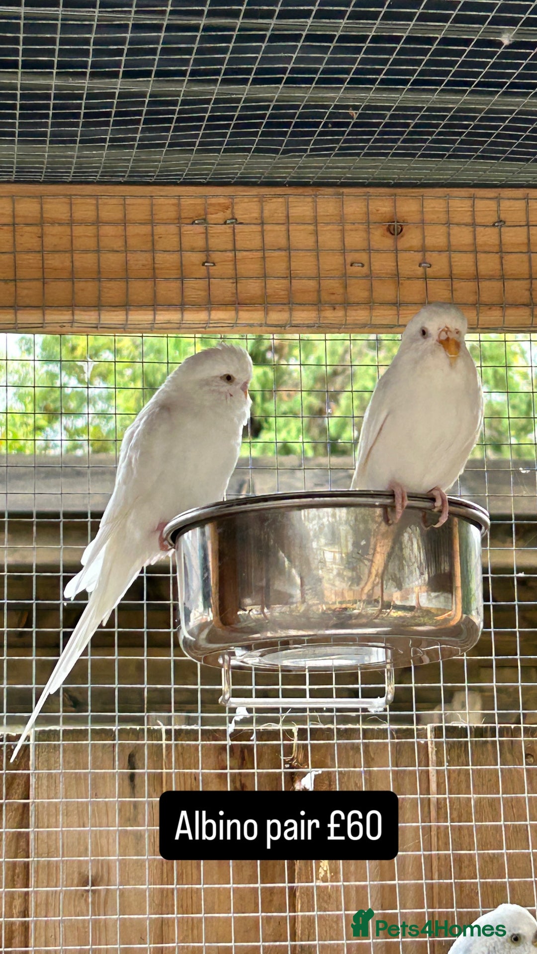 Budgerigars birds for sale: Proven pairs budgies all adult 2+ years old  - Image 4