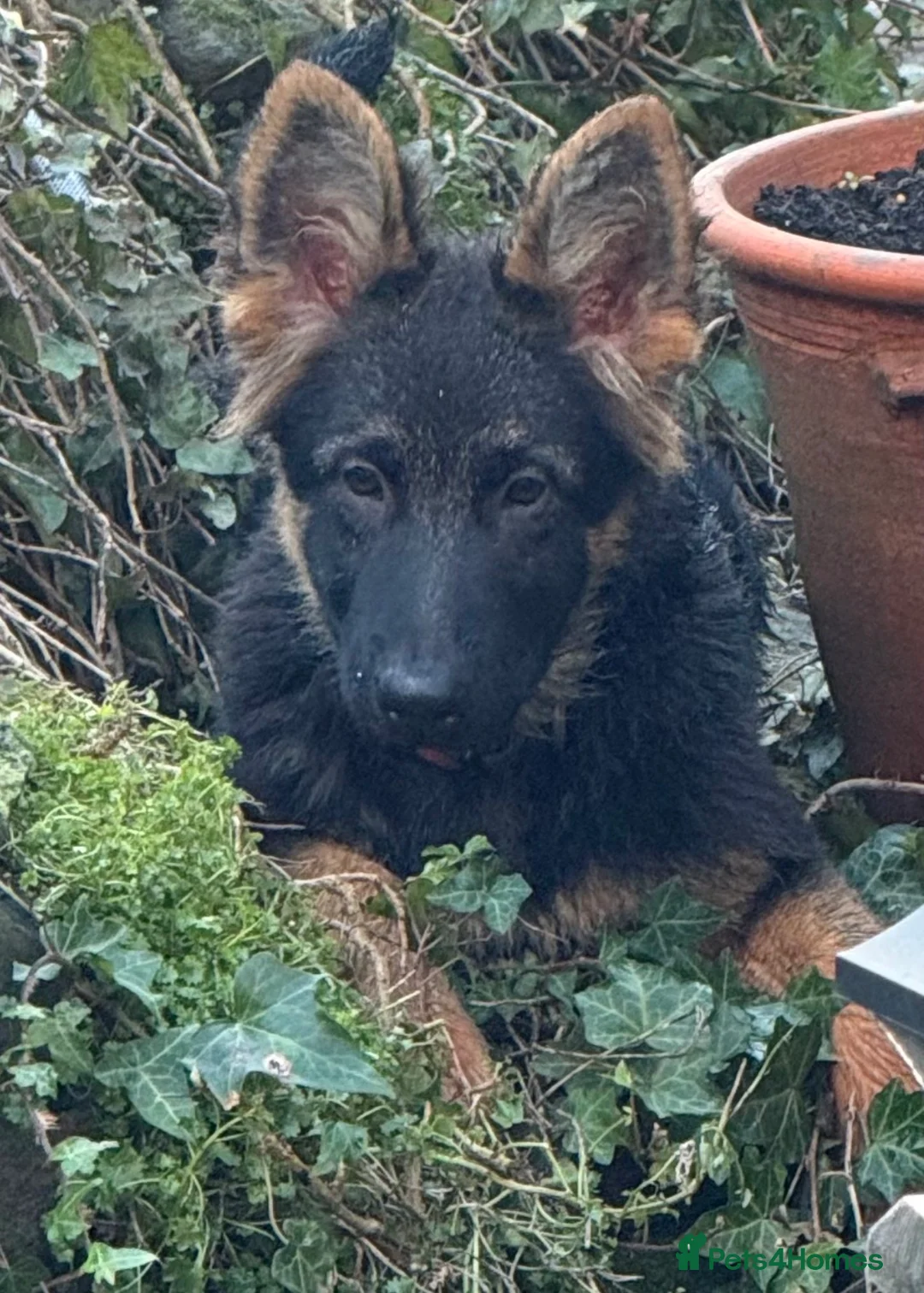 German Shepherd dogs for sale: German shepherd pups - Advert 2