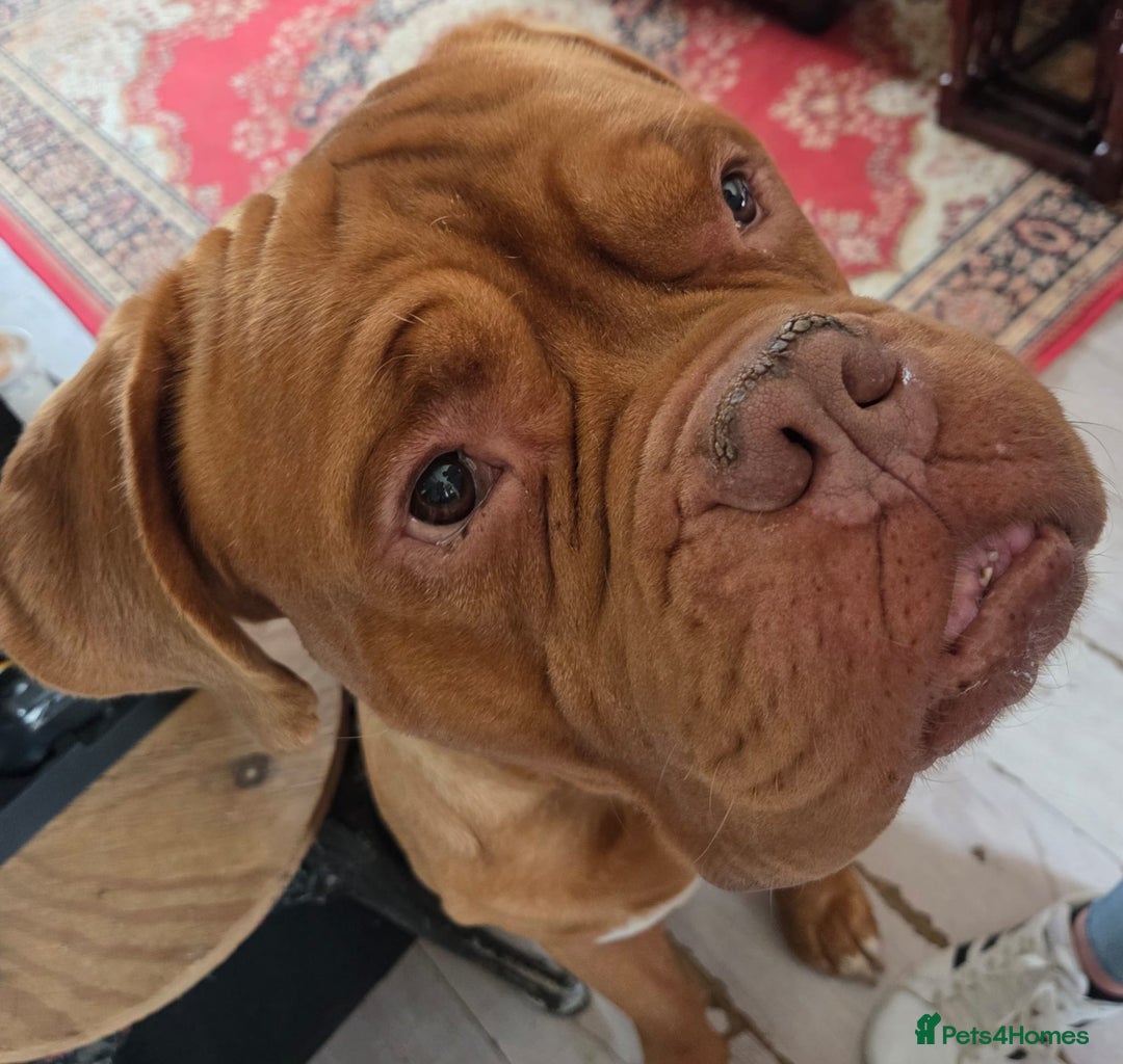 Dogue De Bordeaux dogs for sale: Mr Nelson - Advert 2