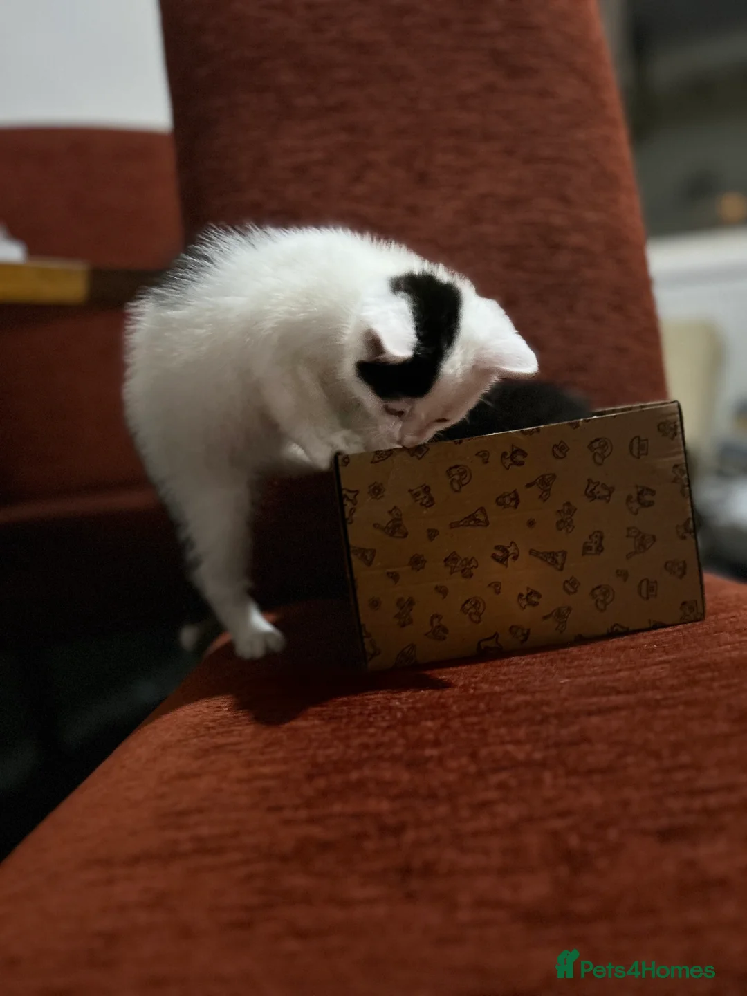 Mixed Breed cats for sale: Kittens are looking for a home  - Advert 22