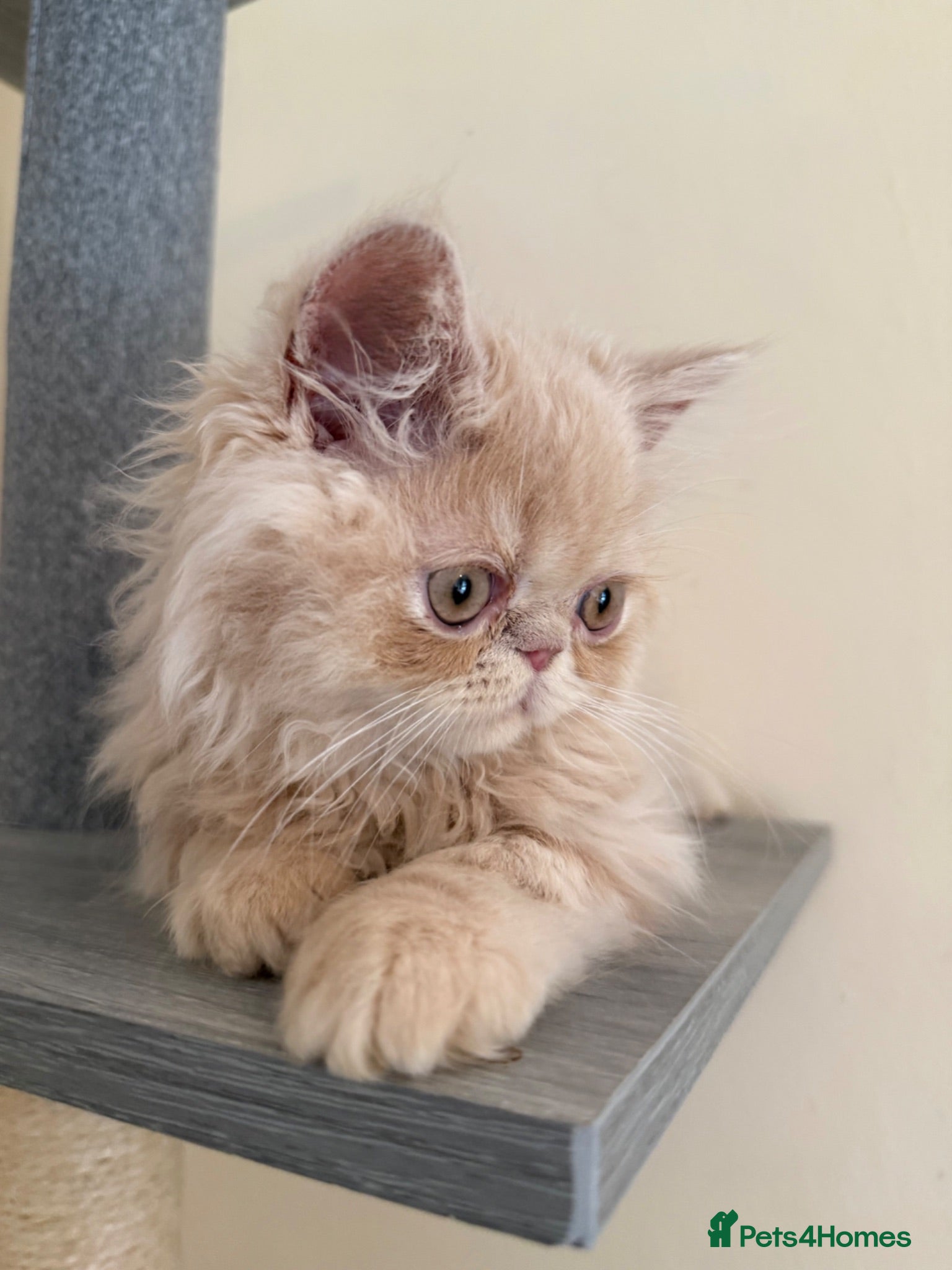 Persian cats READY NOW! GCCF registered Persian kitten 💙 - Advert 10