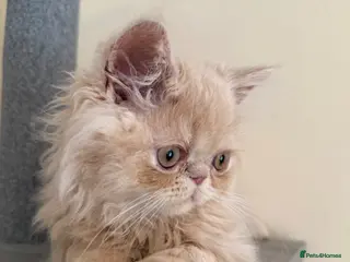 Persian cats READY NOW! GCCF registered Persian kitten 💙 - Advert 10