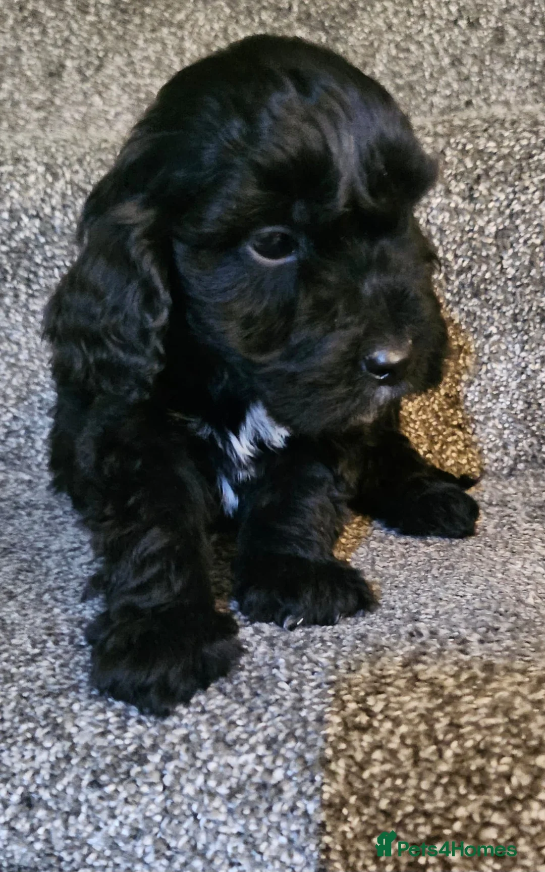 Sproodle dogs for sale: STUNNING SHOW SPRINGAPOO PUPPIES FOR SALE  - Advert 9