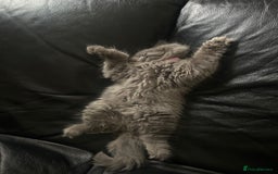 British Longhair cats for sale: British long hair x long hair  - Image 7