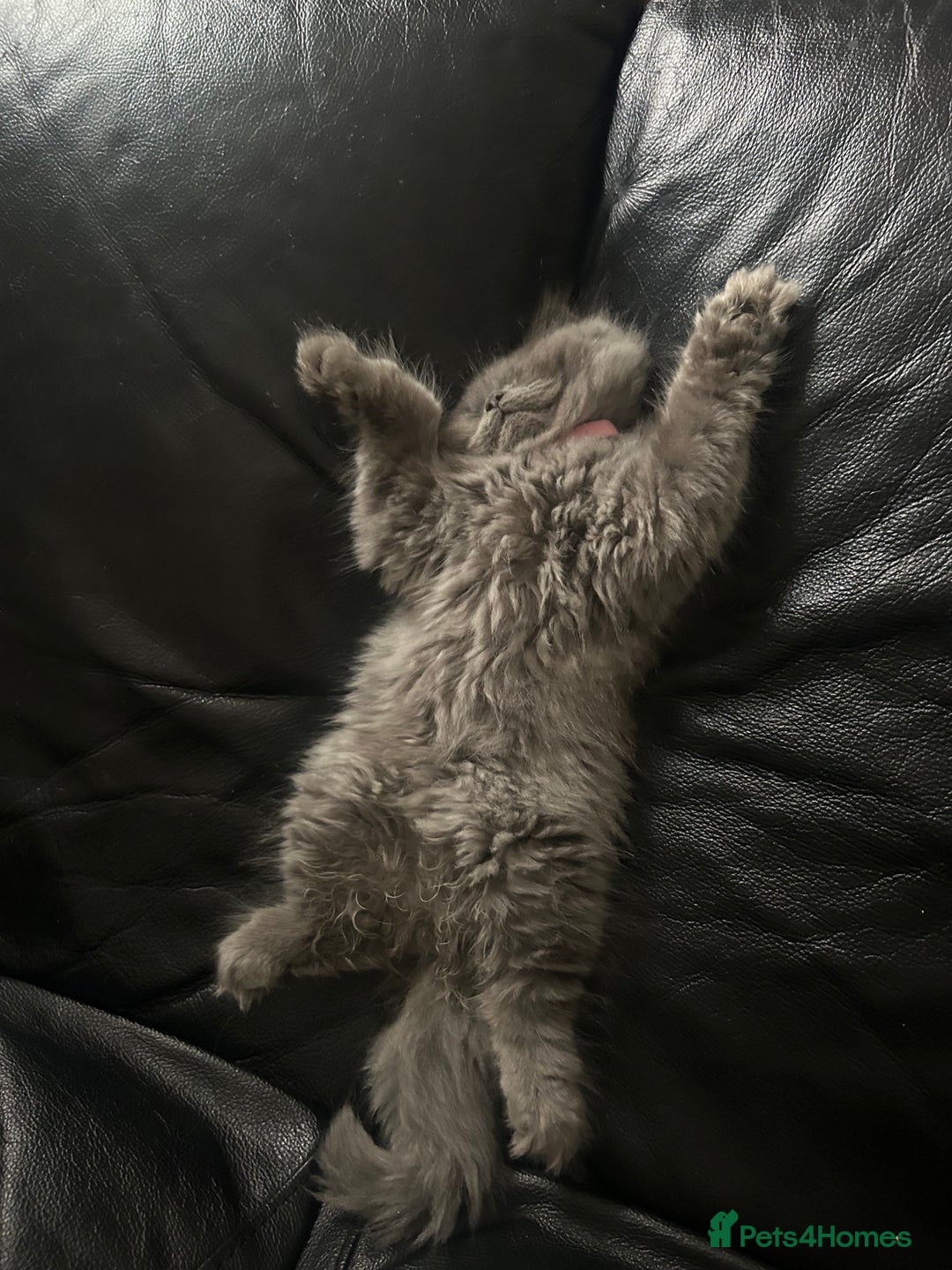 British Longhair cats for sale: British long hair x long hair  - Image 7