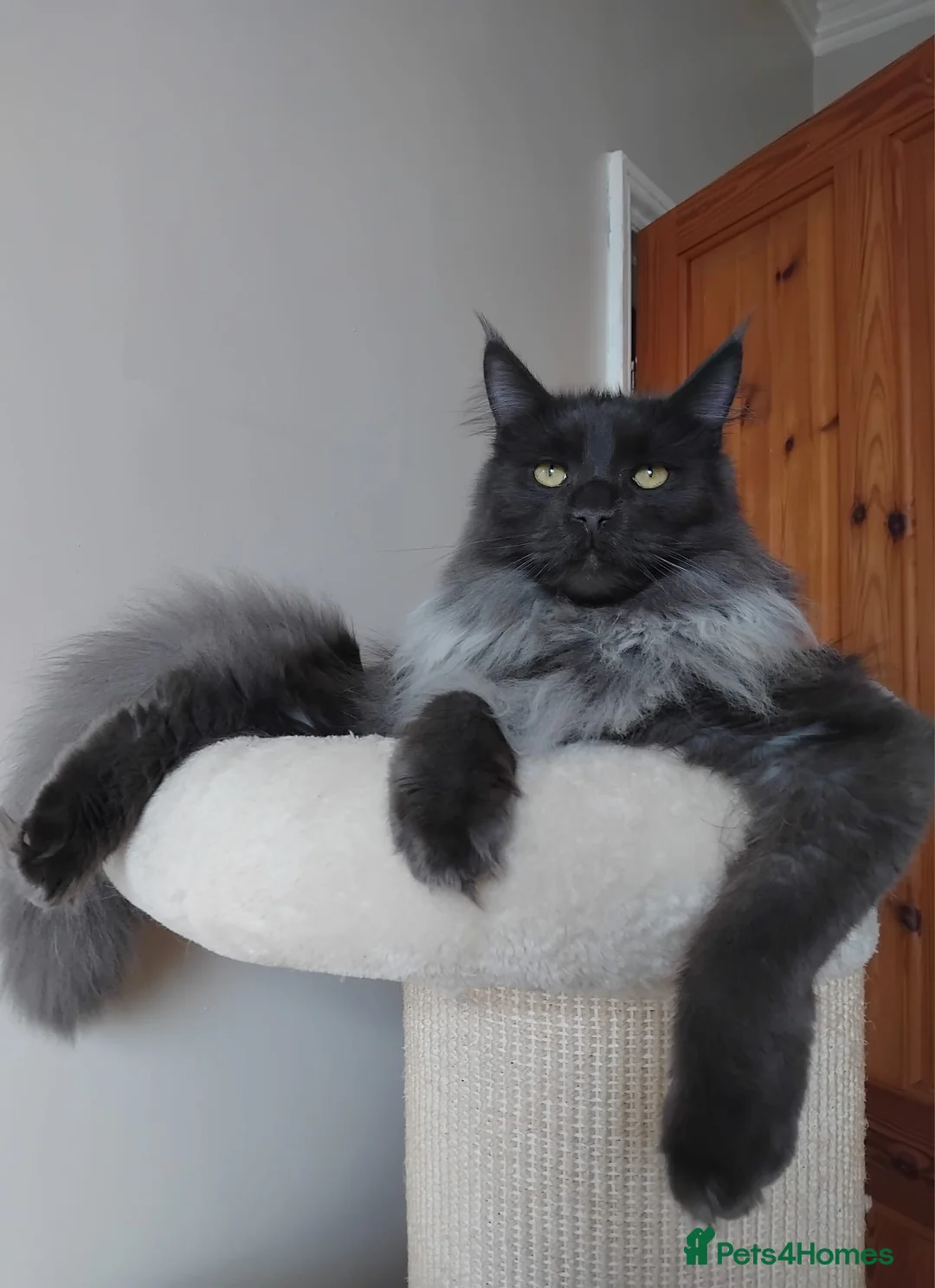 Maine Coon cats for sale: Maine Coon - Advert 2