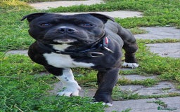 Staffordshire Bull Terrier dogs for stud: Handsome Loving Boy Who Is Beautiful inside & Out in Battle - Image 1
