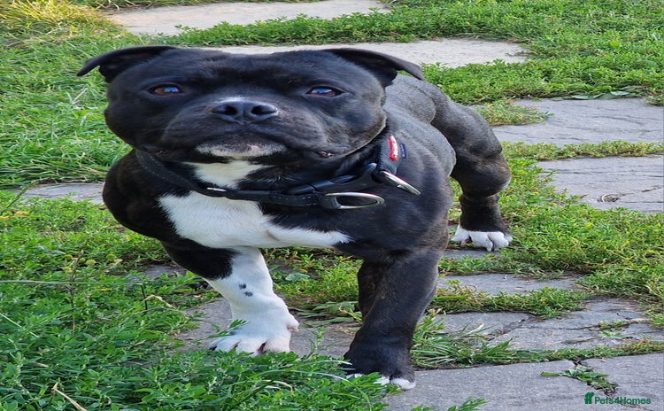 Staffordshire Bull Terrier dogs in Battle - Advert 5