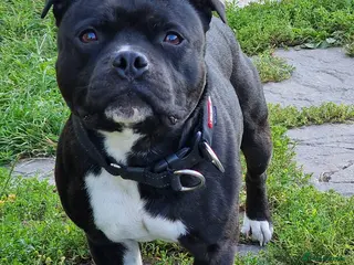 Staffordshire Bull Terrier dogs Are You Looking For Good Temperament And Quality? in Battle - Advert 5