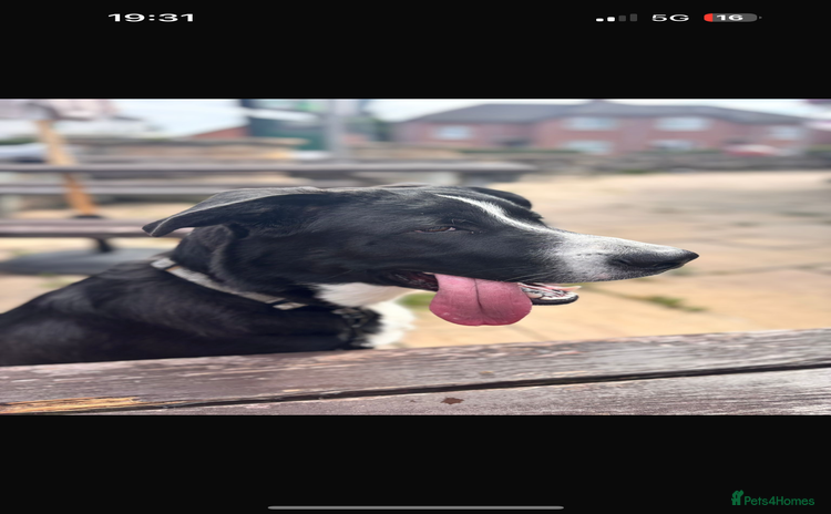 Mixed Breed dogs - Advert 11
