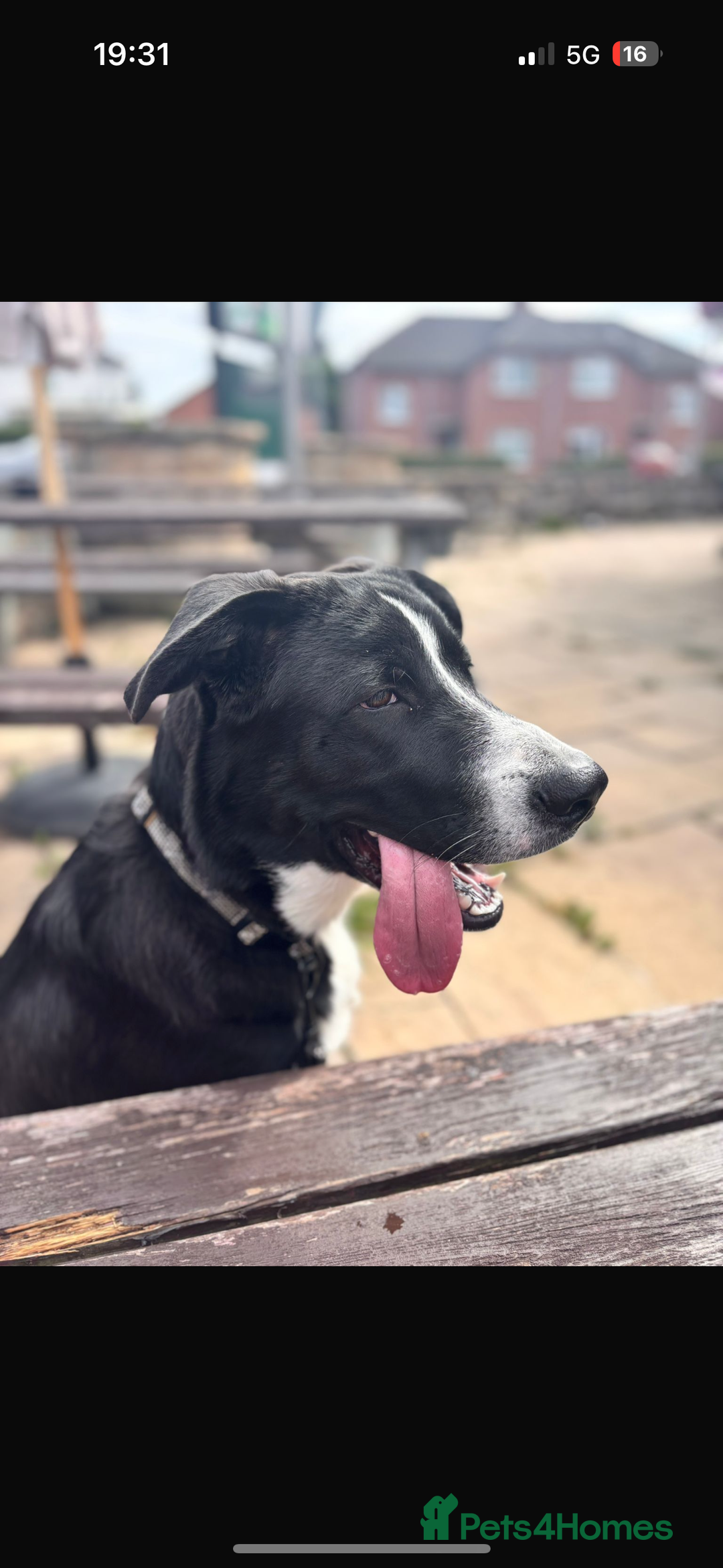 Mixed Breed dogs for sale: 7 month old Puppy  - Image 1
