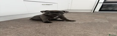 Staffordshire Bull Terrier Puppy 2