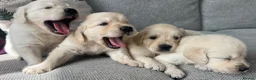 Golden Retriever dogs for sale: KC REG Extensively Health tested cream/gold pups - Advert 3