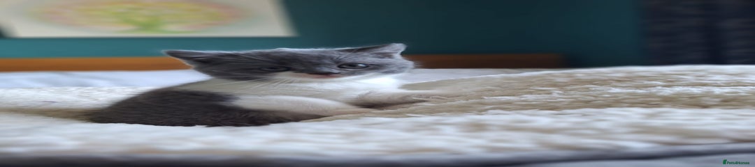 British Shorthair Kitten 2