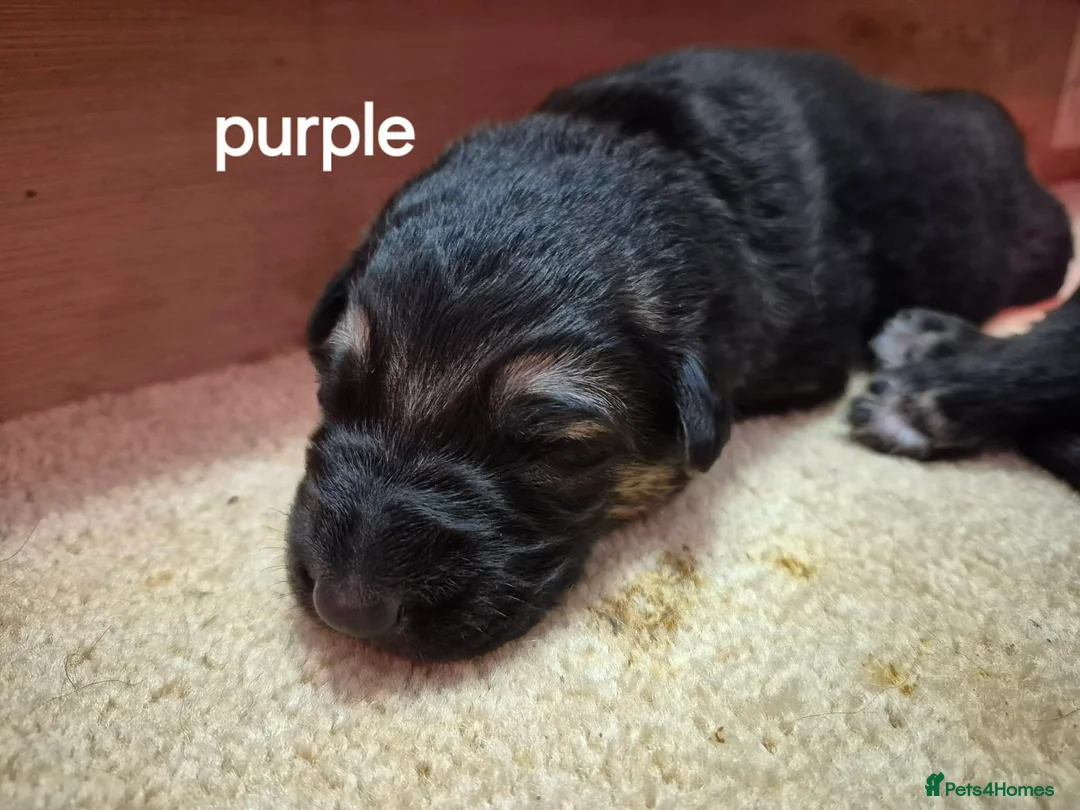 German Shepherd dogs for sale: German shepherd puppies in Norwich - Advert 2