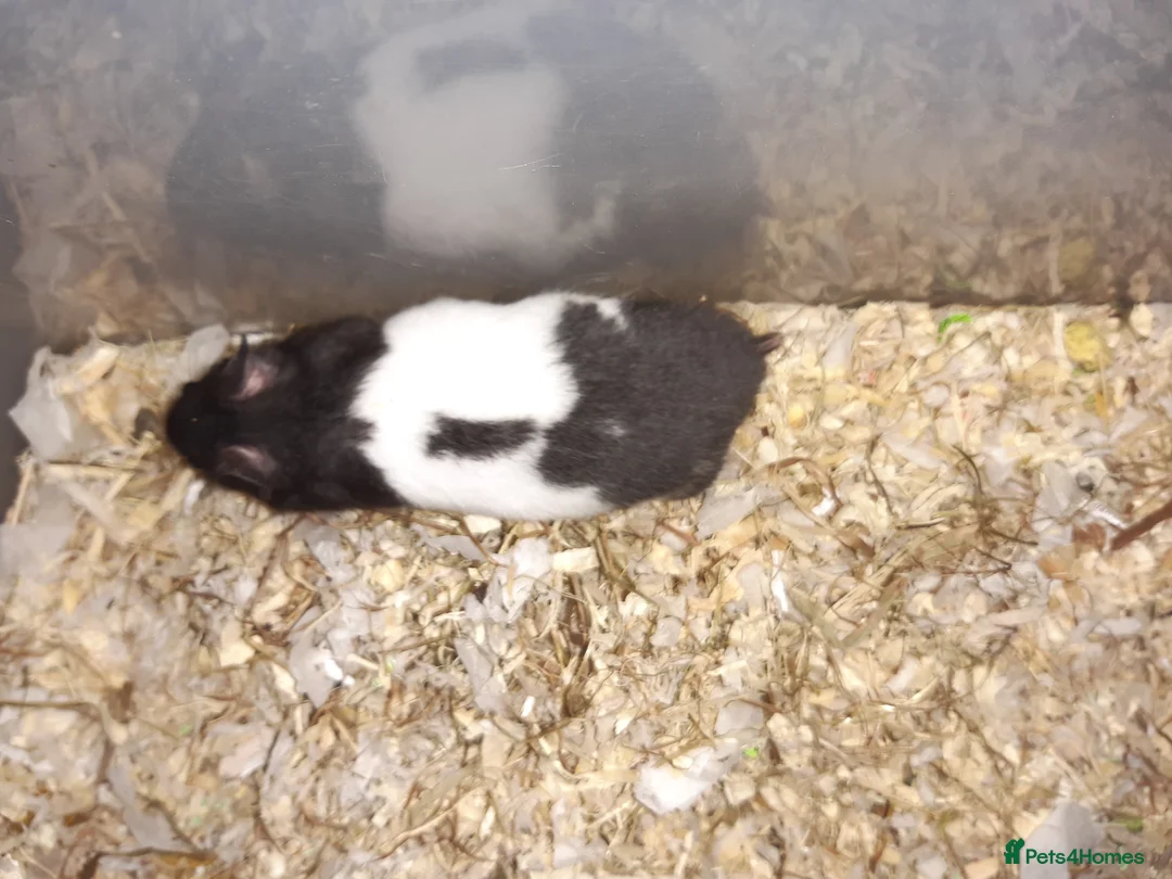 Hamster rodents for sale: Baby Syrian hamsters - Advert 11