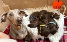Miniature Dachshund dogs for sale: Beautiful Chocolate & Tan miniature dachshunds  - Image 3