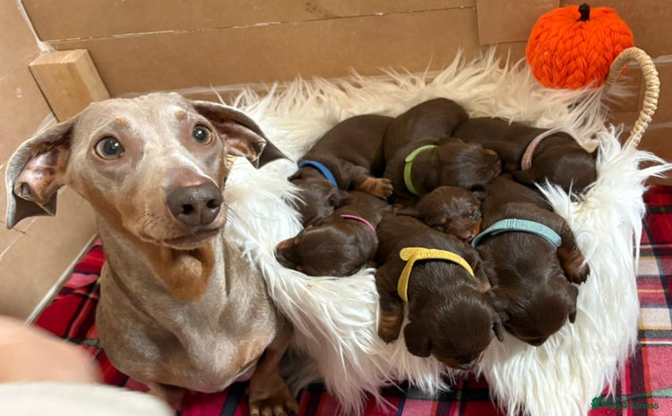Miniature Dachshund dogs - Advert 15