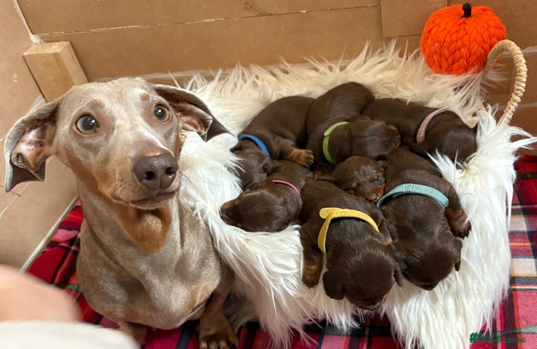 Miniature Dachshund dogs for sale: Beautiful Chocolate & Tan miniature dachshunds  - Image 3
