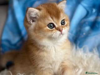 British Shorthair cats 🌟Amazing 4 BSH Golden kittens🌟 - Advert 12