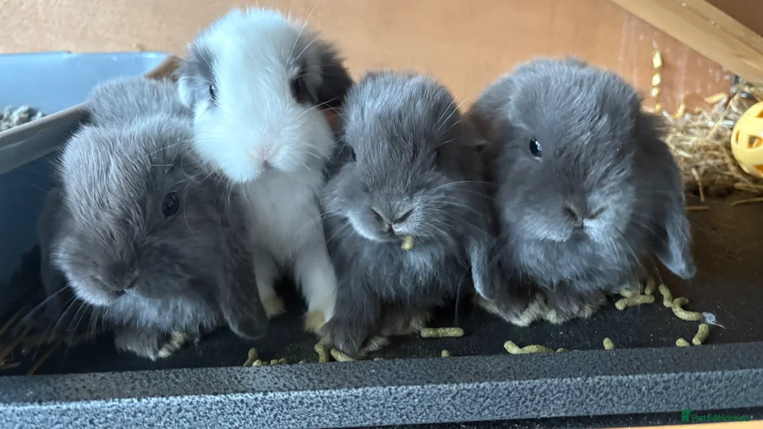 Mini Lop rabbits for sale: Female mini lops  - Advert 2