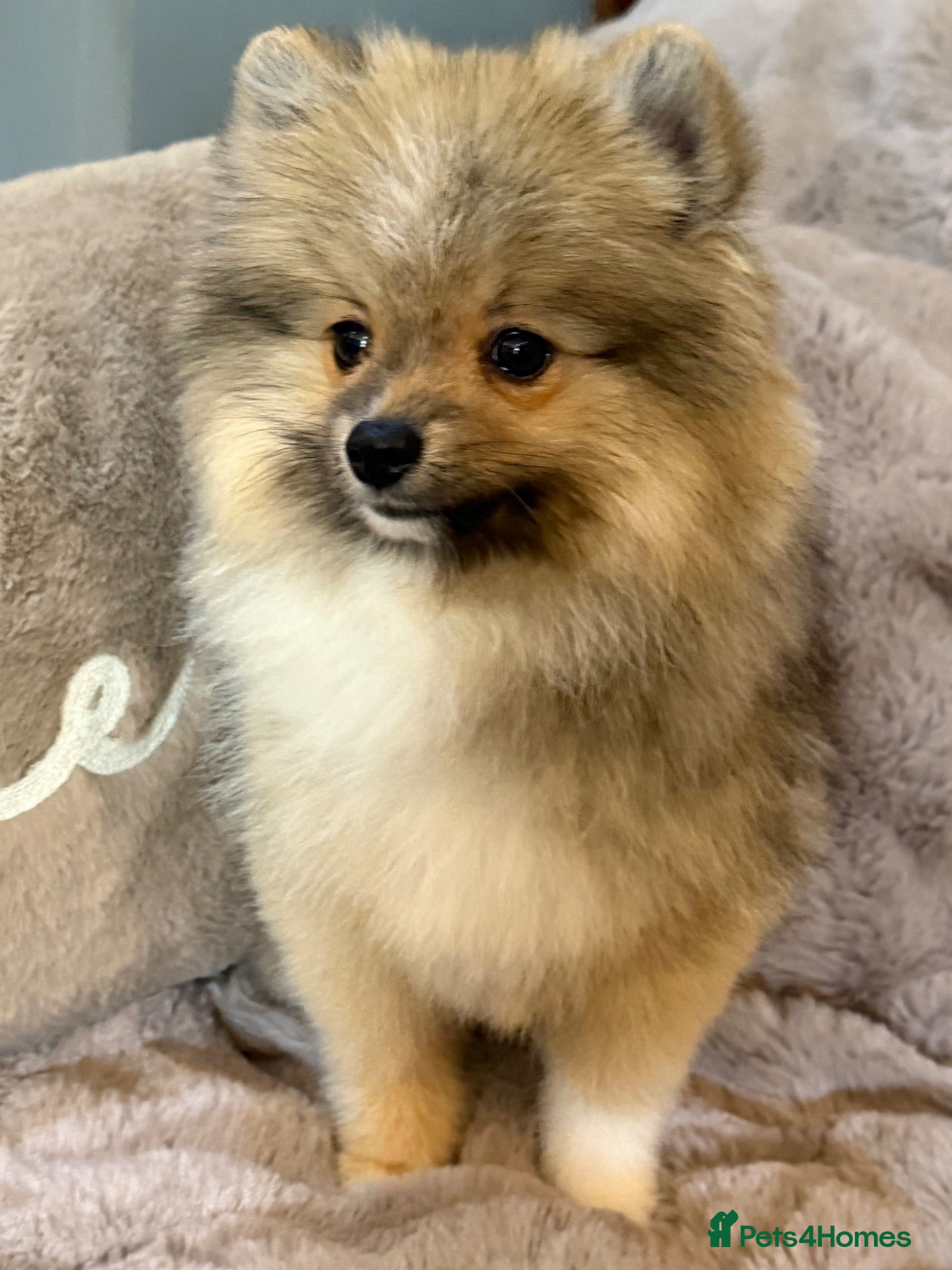 Pomsky dogs Stunning  **  Pomsky Boy - Advert 1