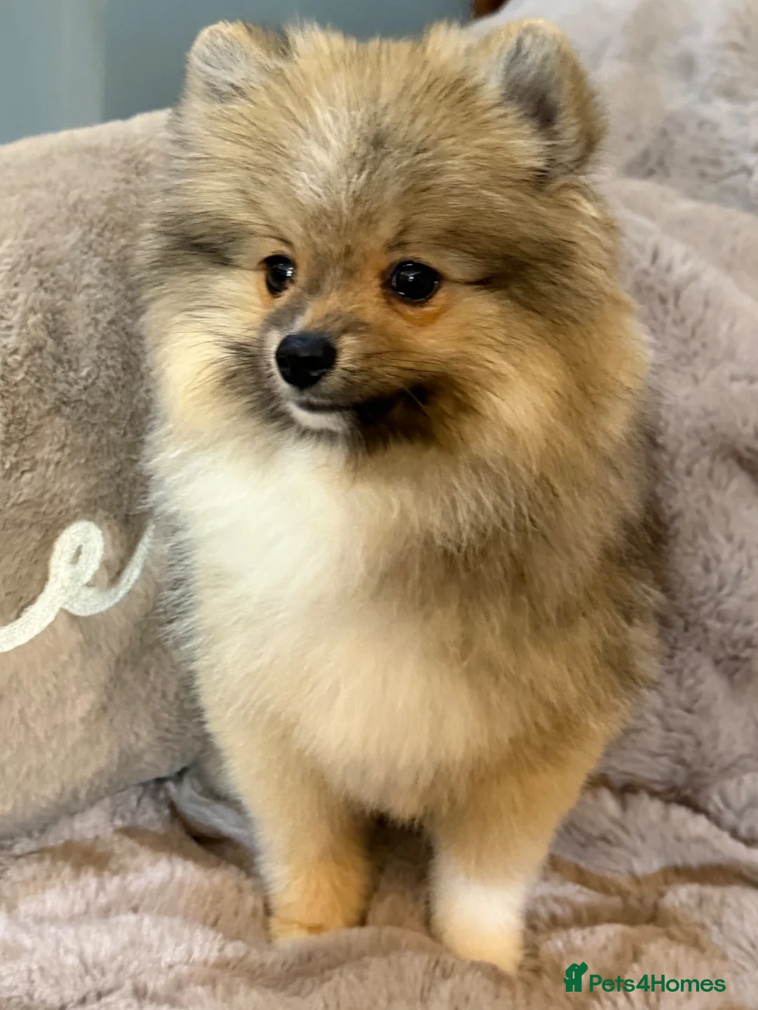 Pomsky dogs for sale: Stunning  **  Pomsky Boy - Advert 1
