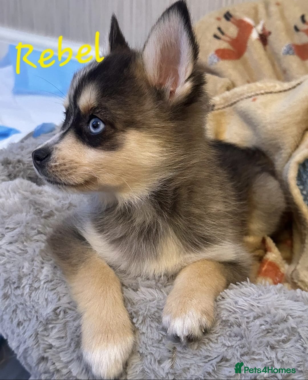 Pomsky dogs for sale: 3 Boys leftStunning Blue eyed F4 Pomsky pups - Advert 15