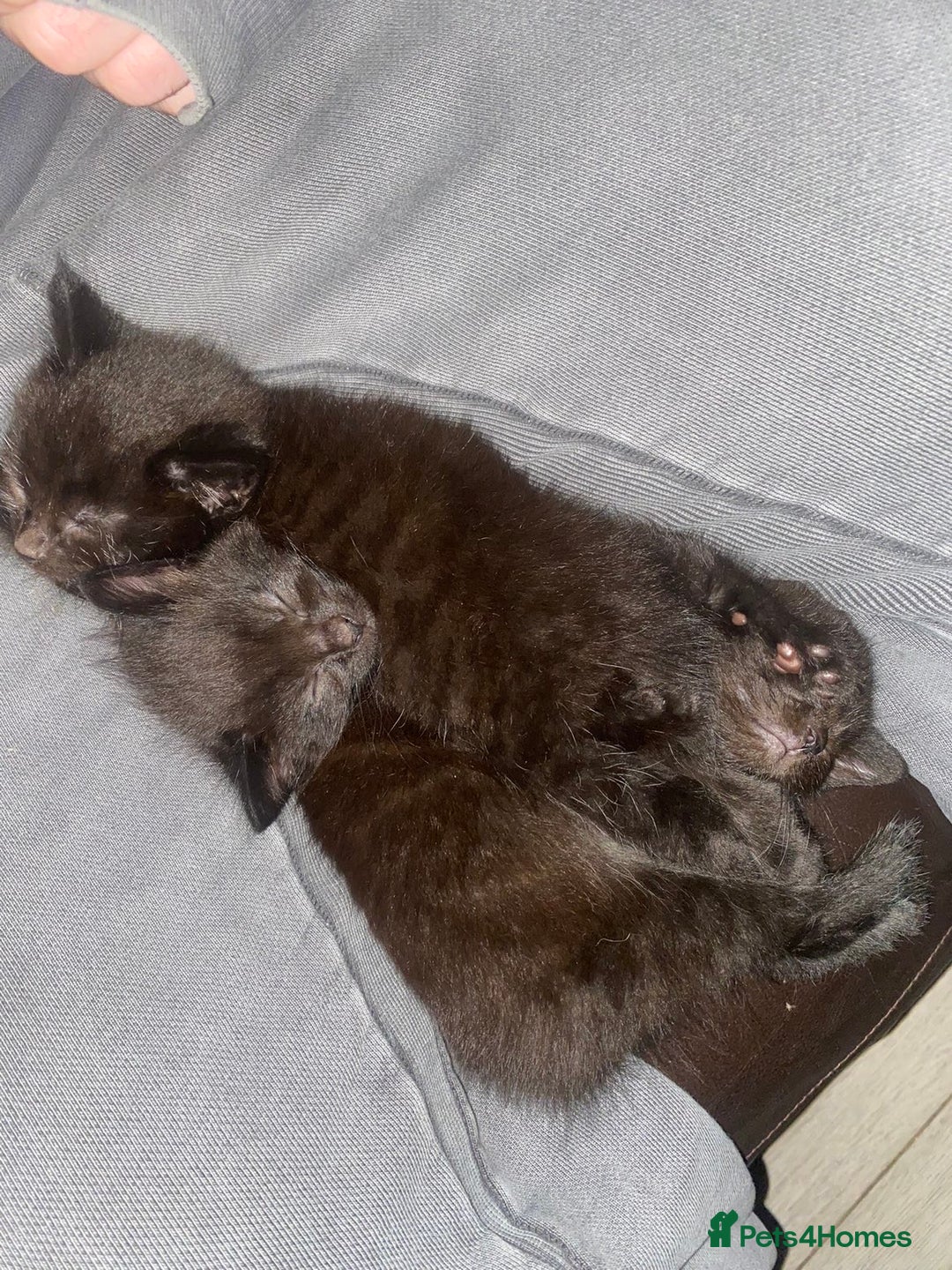 Mixed Breed cats for sale: 3 all black boy kittens READY NOW! - Advert 2
