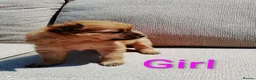 Pomeranian dogs for sale: 1 girl and 2boys - Advert 13