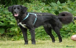 Mixed Breed dogs for adoption: Roo has been waiting for a home for too long! in Waltham Abbey - Image 8