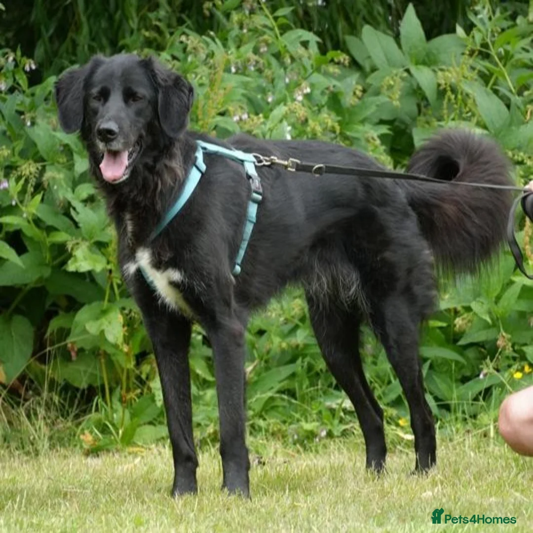 Mixed Breed dogs for adoption: Roo has been waiting for a home for too long! in Waltham Abbey - Advert 8